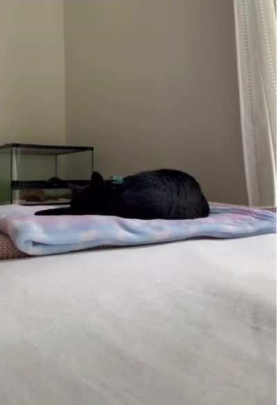 Laundry Finisher