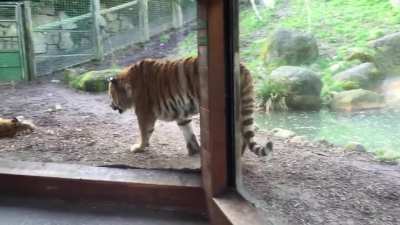 Tiger hates getting woken up