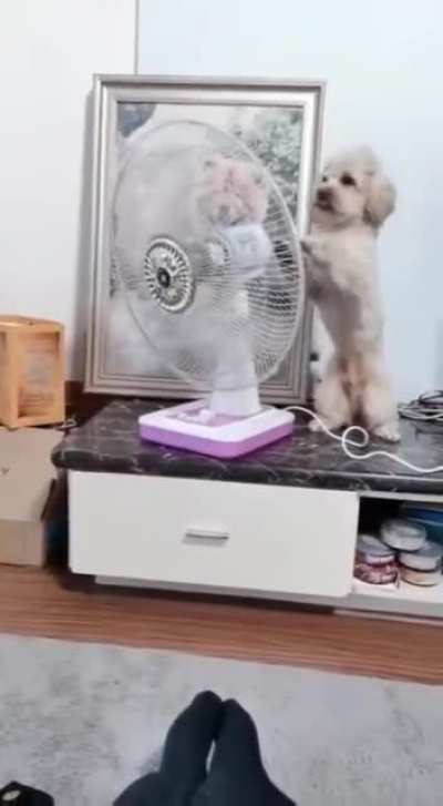 Woof_irl