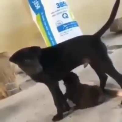Cachorro recebendo um boquete da cachorra da sua m&atilde;e