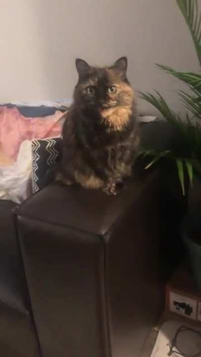 She wasn&rsquo;t allowed on furniture with her old owners so now whenever she&rsquo;s up there she thinks the polite thing to do is to announce it via yell
