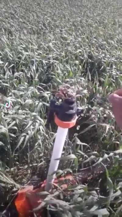 Snake cannon