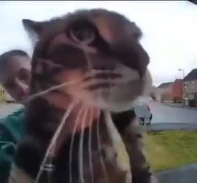 Meow