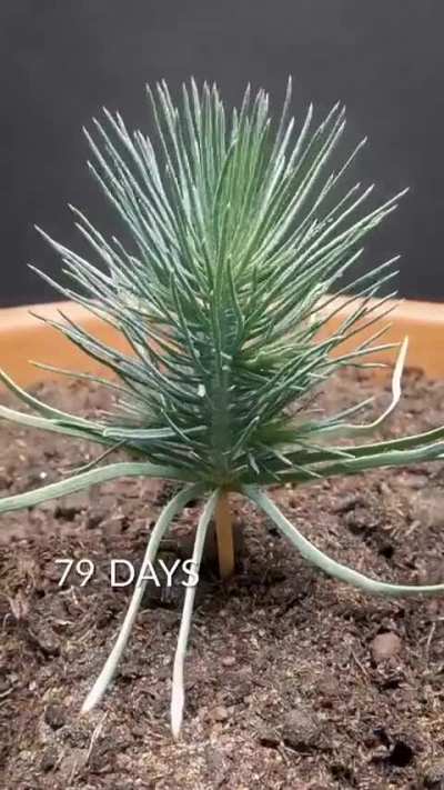 Pine tree Timelapse