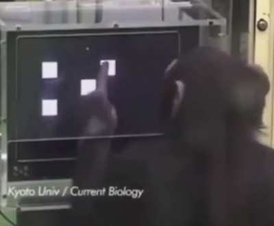Chimpanzee proving they have insane memory skills. Most people couldn't do this.