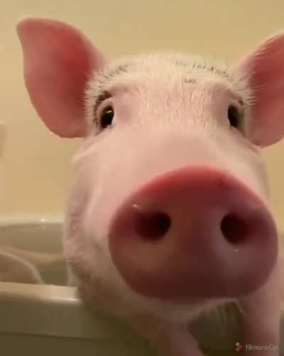 Pinky piglet