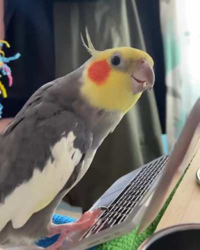Bird using the laptop? He do be using antivirus protection and two factor authentication tho
