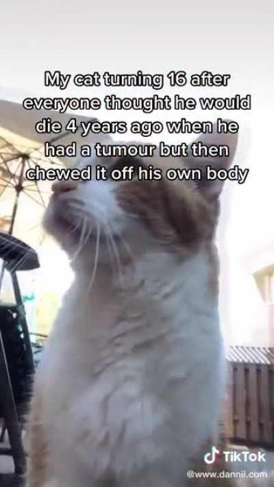 Cats are metal