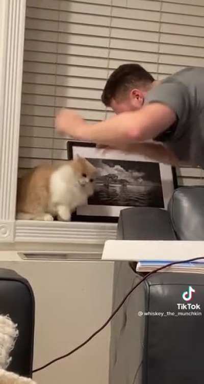 Cats are therapy
