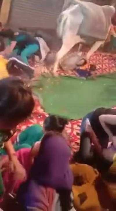 We respecc Gaumata. She iz our mother. Meanwhile Gaumata :