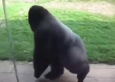 Gorillaz