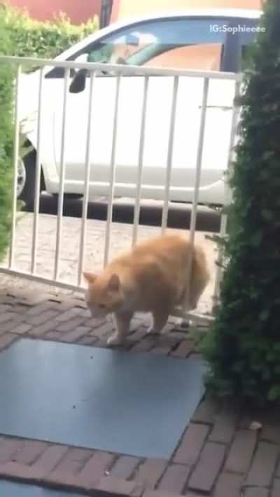 When you're just trying to take a walk and the gate randomly attacks you