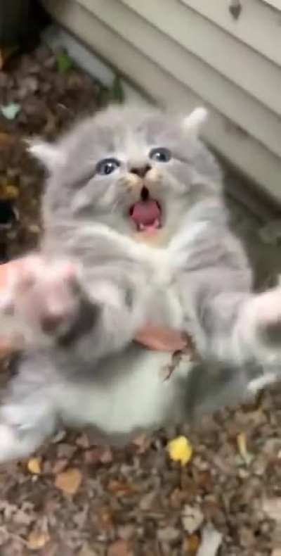 He no laik pettings.