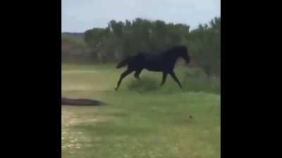 And meanwhile I&rsquo;m getting bucked from my &ldquo;war horse&rdquo; that sees a black bear running away from the trail....