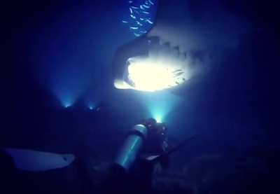 A massive Manta ray