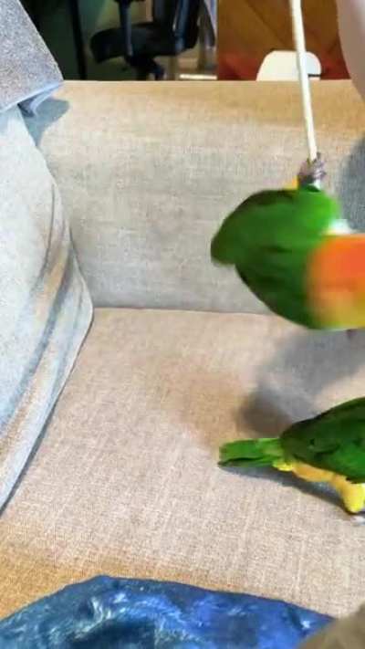 Sometimes a single chopstick &amp;gt; expensive toys