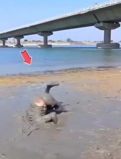 Tumbling in muck
