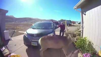Person being attacked by a deer.