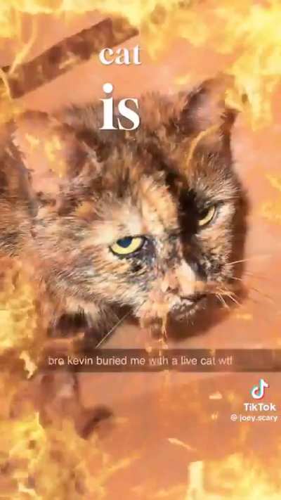 free him