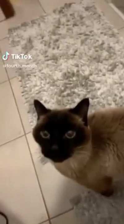 He doesn&rsquo;t know how to meow