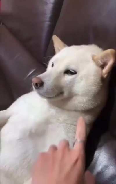 Big Dogs, Small Dogs... What's the difference?