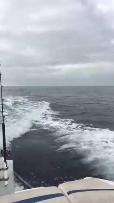 Those aren't dolphins!