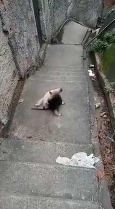 None Shall Pass