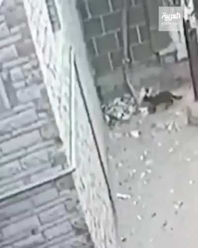 khajit uses too much mana on the trash