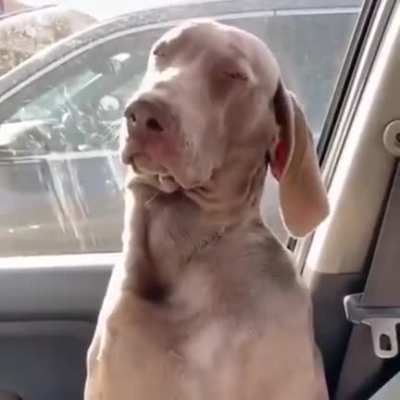 Sleepy Doggo