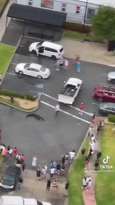Gator on the loose