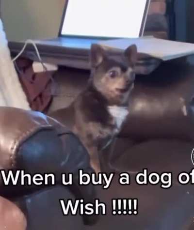 When you buy that pup off Wish