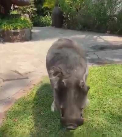 i wonder if you can pet him