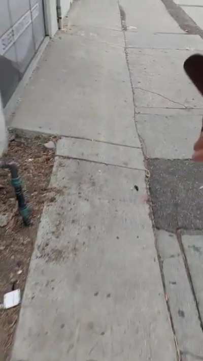 Where can we find poos in LA?