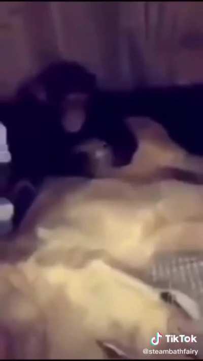monkey momento