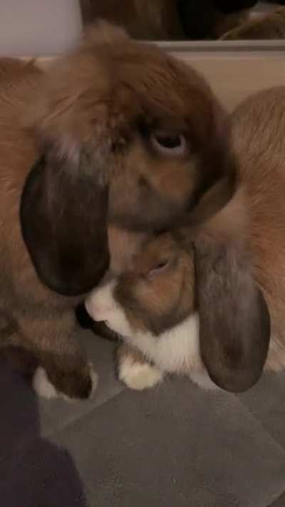 Bug &amp;amp; Chunk enjoying some cuddles the night before they get spayed. Send good vibes to these babies!