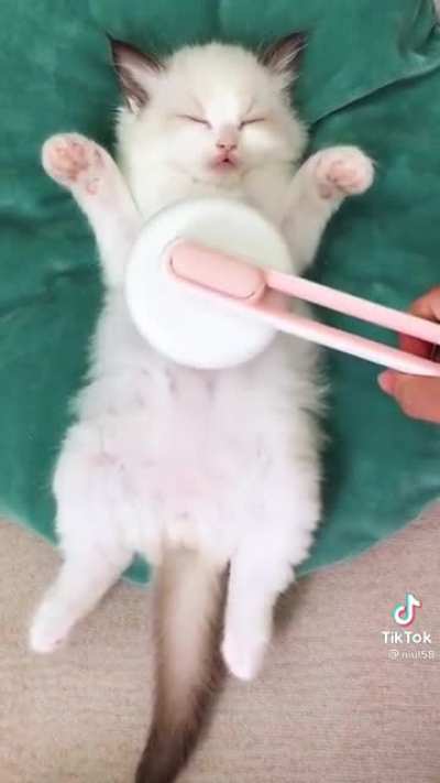 Gatito Masaje