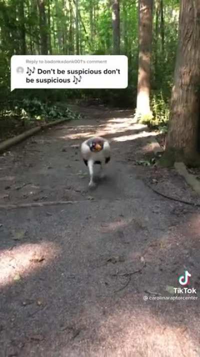 Don&rsquo;t be suspicious bird