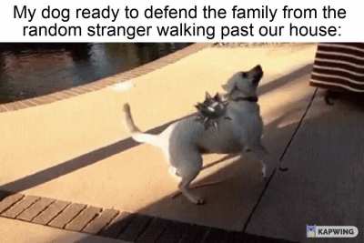 What's the dog doing?