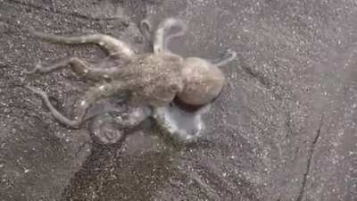 Octopus elegantly burrows into sand, demonstrating a little-known skill
