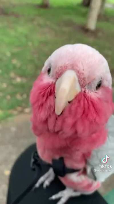 I think I just found the parrot from this sub's avatar. Meet "Rinnie" the cotton candy colored ball of fluff. Here she says hello to herself.