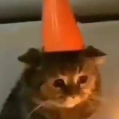 sad lil cat