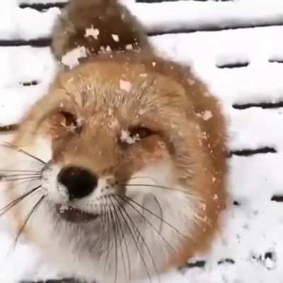 facial_irl