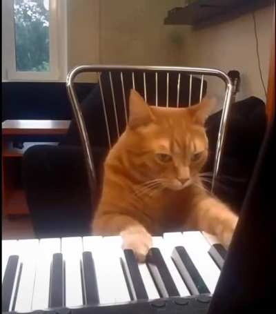 Ladies &amp;amp; gentlemen I present to you Cat-hoven .