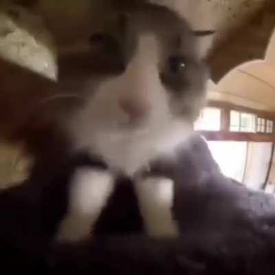 Gatito acomodando la cama