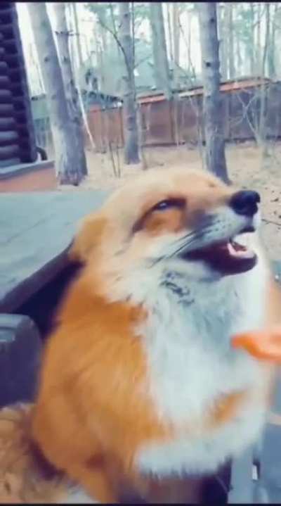 What does the fox say?