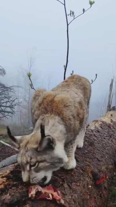 Lynx - The "shadow of the forest"