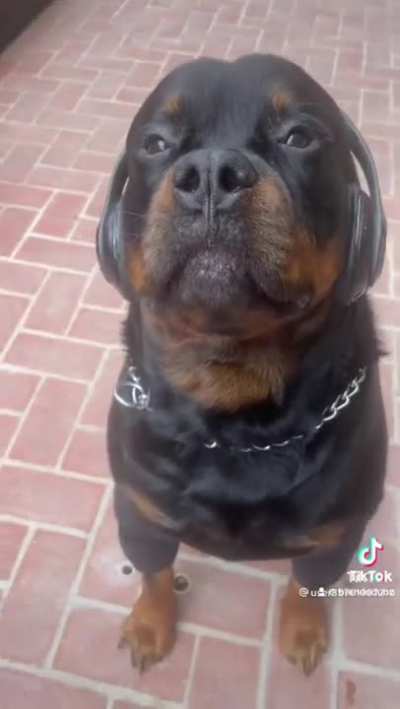 O cachorro do adm