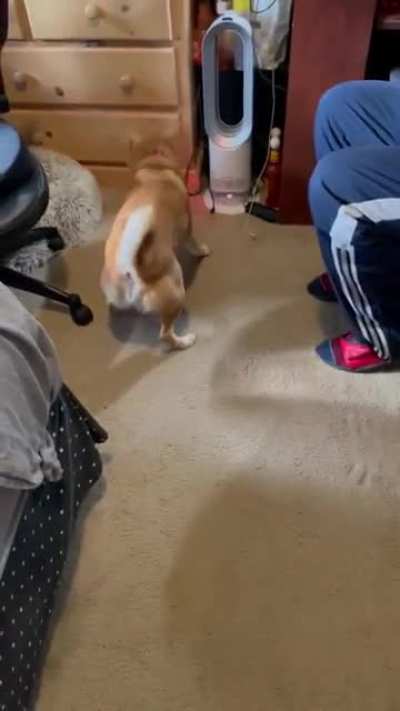 Dog == cat