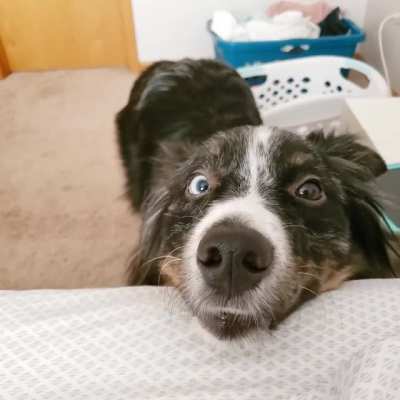 Altair says good morning! (He whines until we wake up)