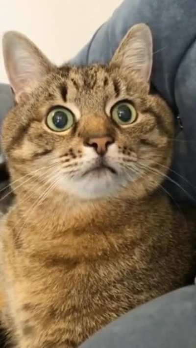 Pussy Galore